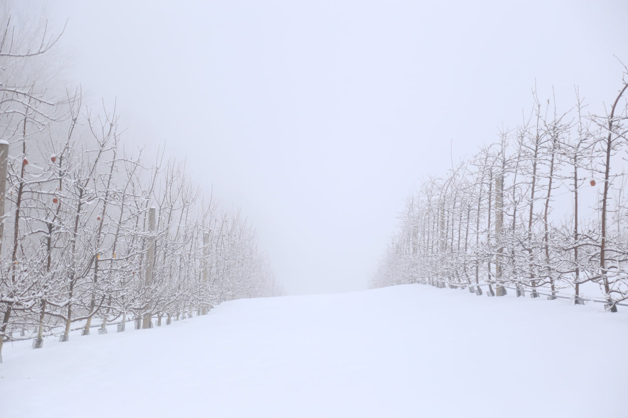 A foggy, snowy February morning