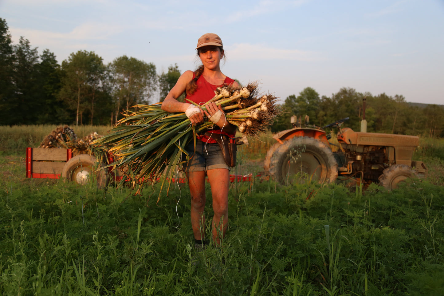It's GARLIC season!