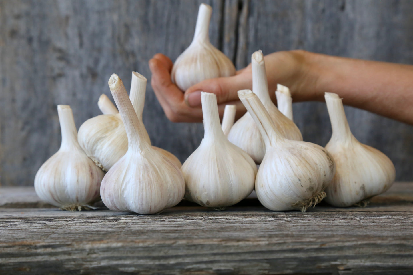 Garlic now for sale online!