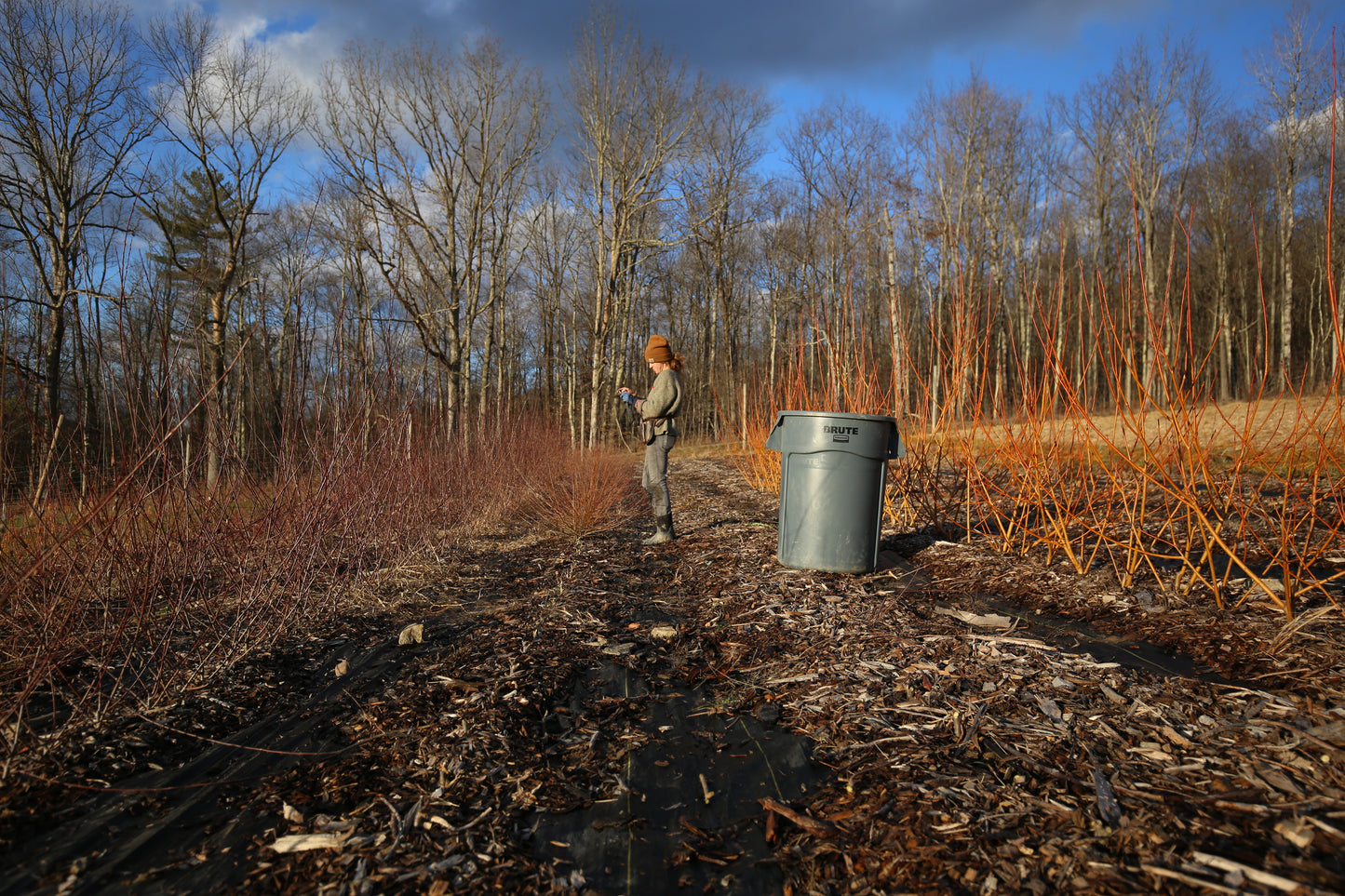 February 2023: Willow harvest and almost tree pruning season!
