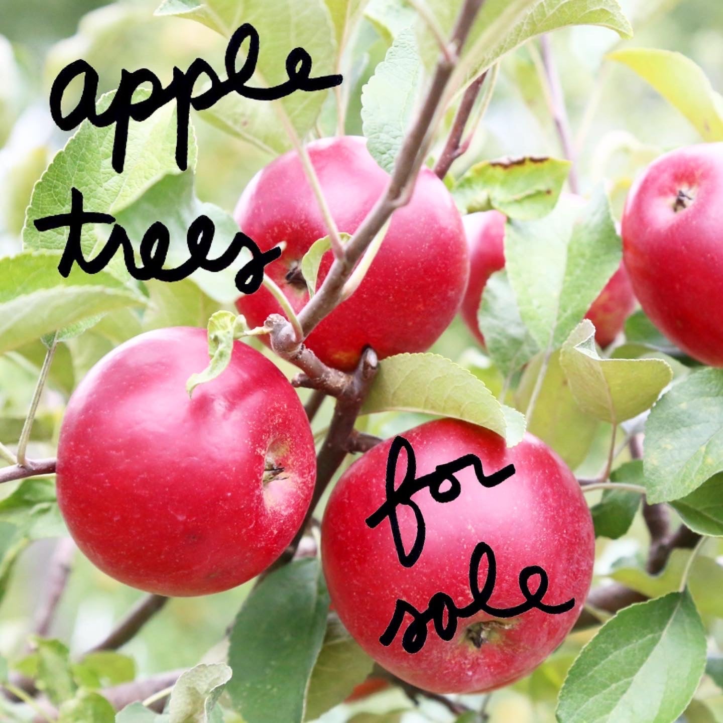 Apple trees for sale!