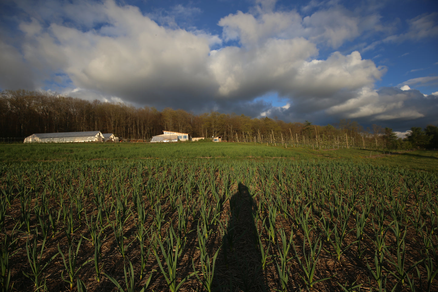 Under the Tree Farm's Garlic Growing Tips!