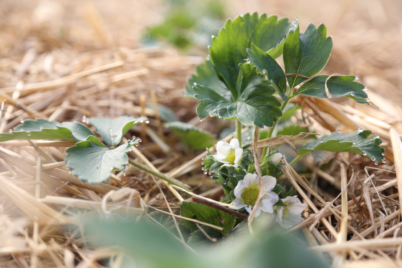 April on the farm- the world is beginning to green up!
