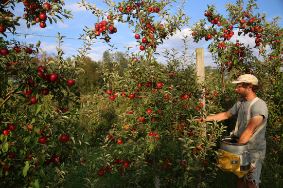 Akane apples are ripe!