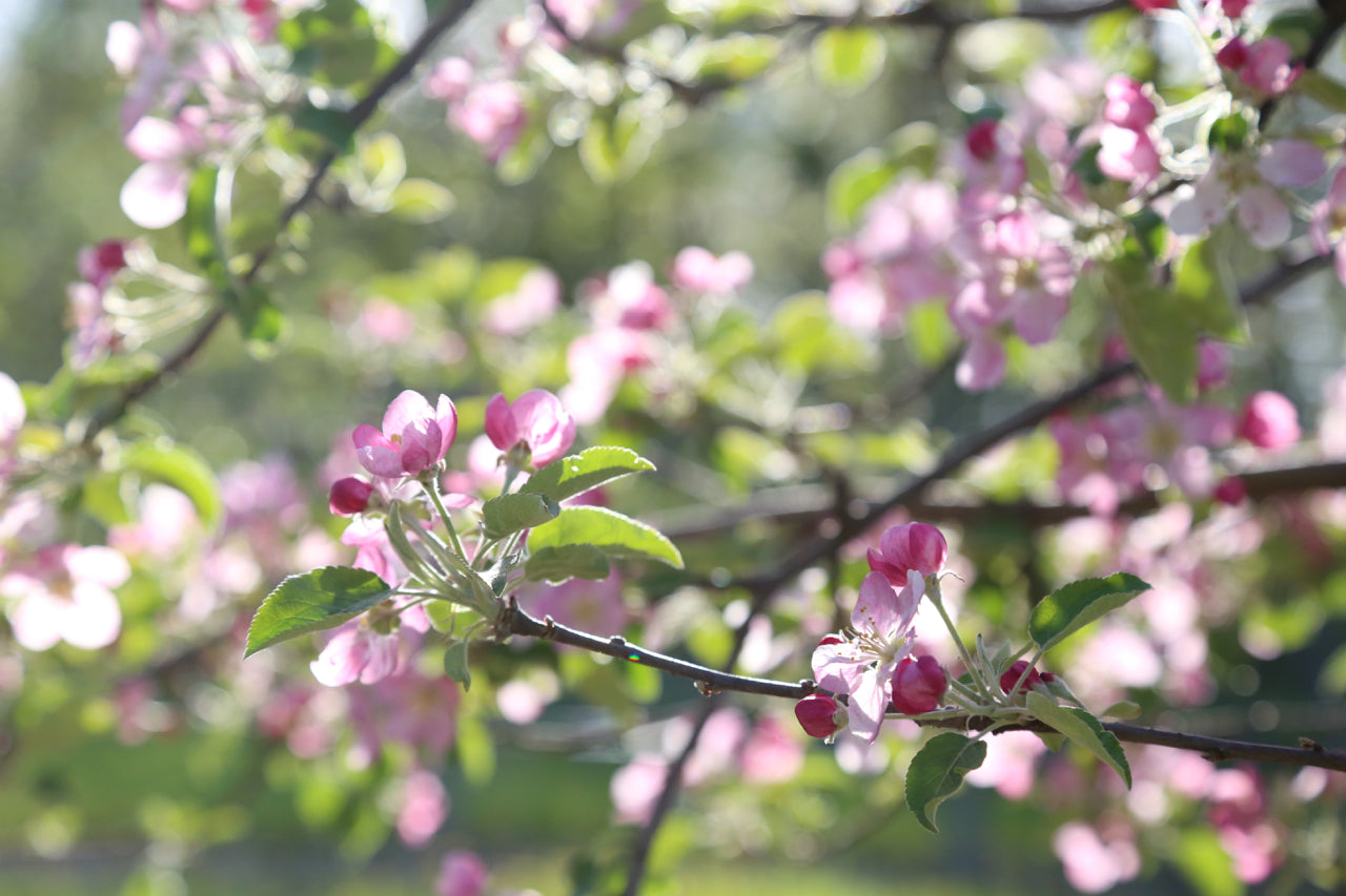 May Flowers