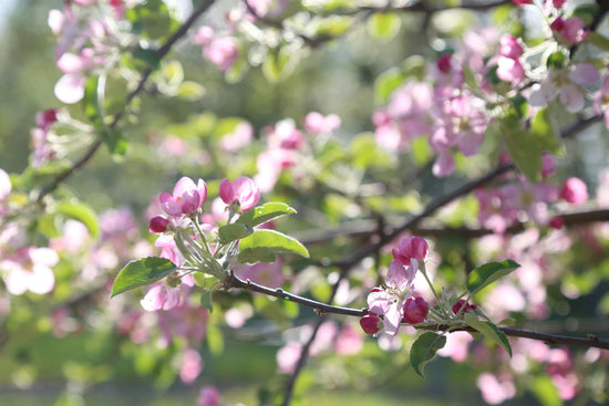 May Flowers