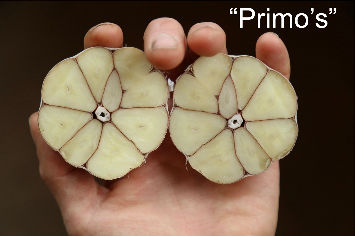 Now available: Garlic for eating or planting!